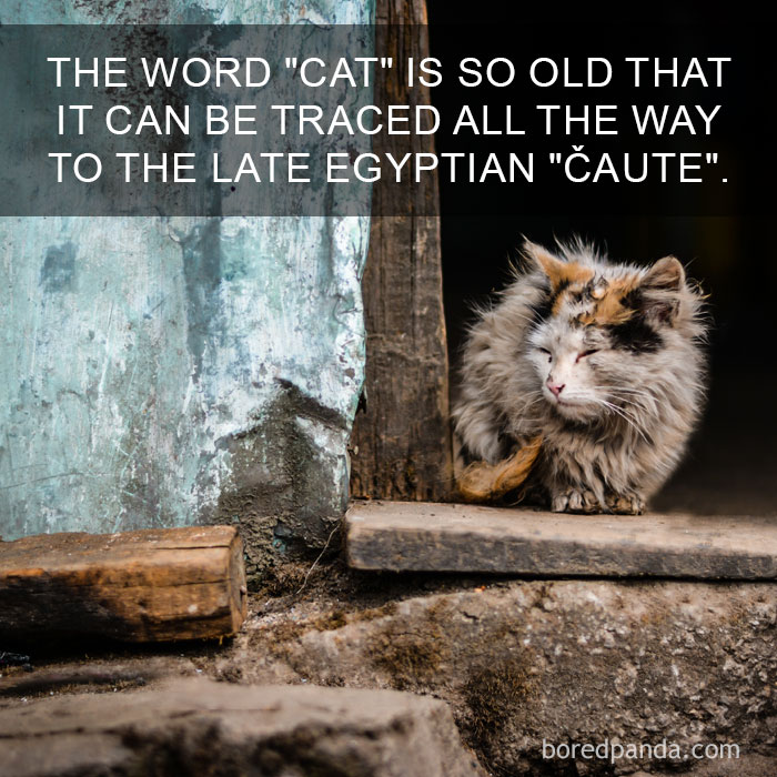 Cat Fact