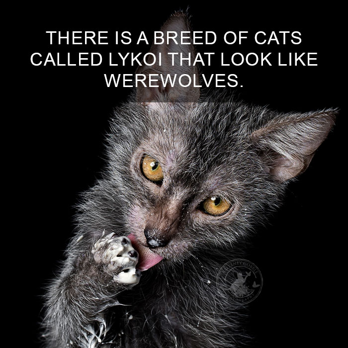 Cat Fact