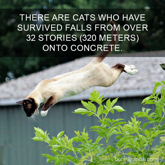 Cat Fact