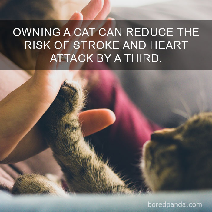 Cat Fact