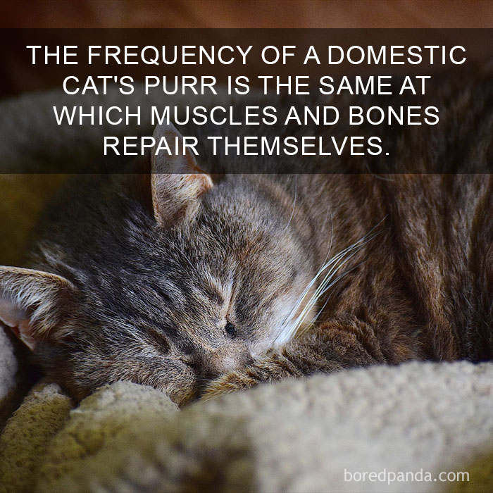 Cat Fact