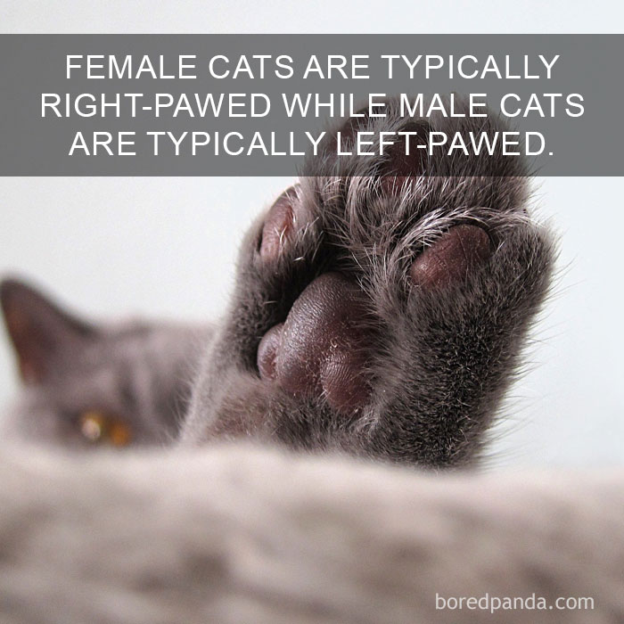 Cat Fact