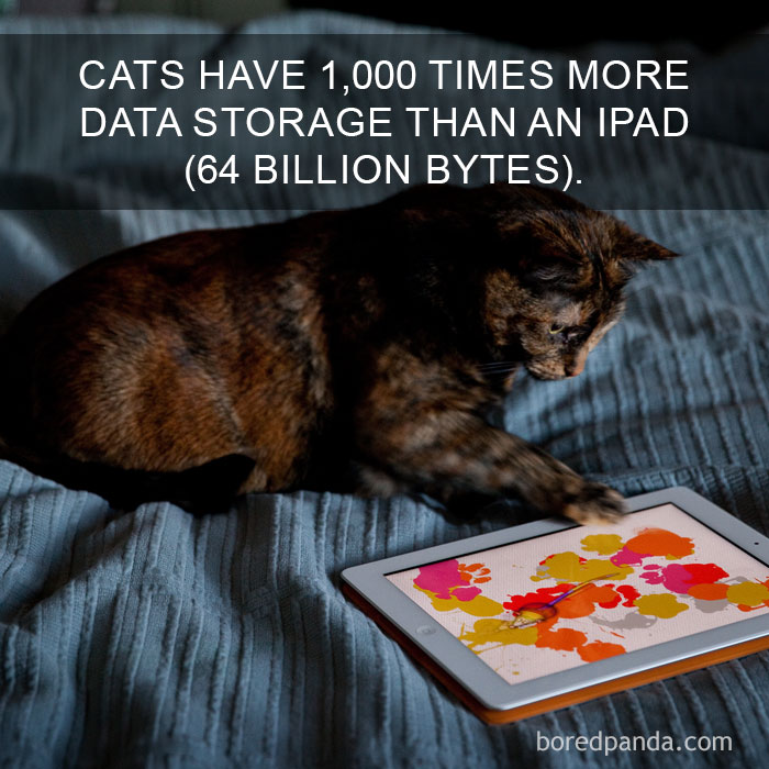 Cat Fact