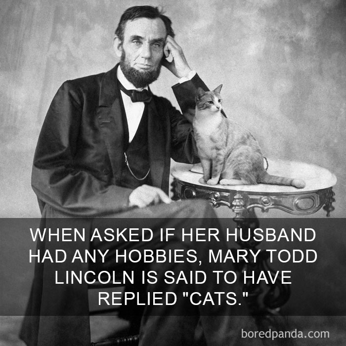 Cat Fact