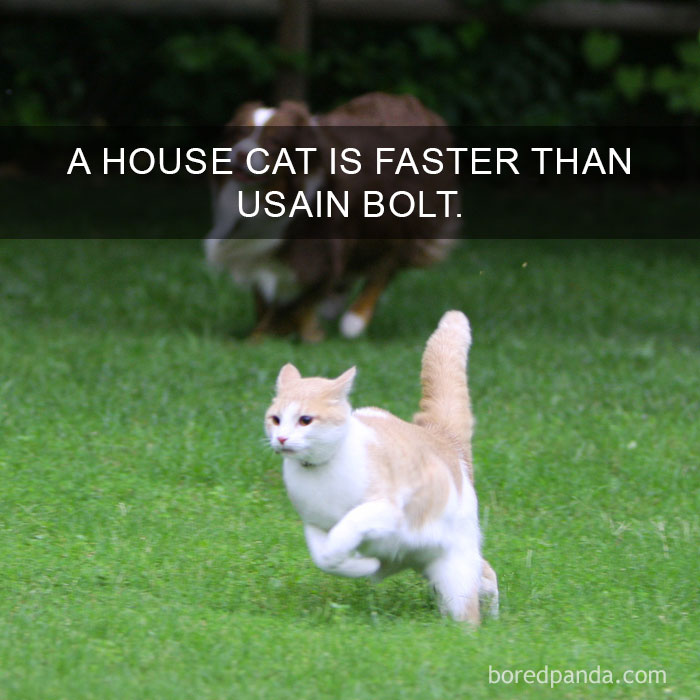 Cat Fact