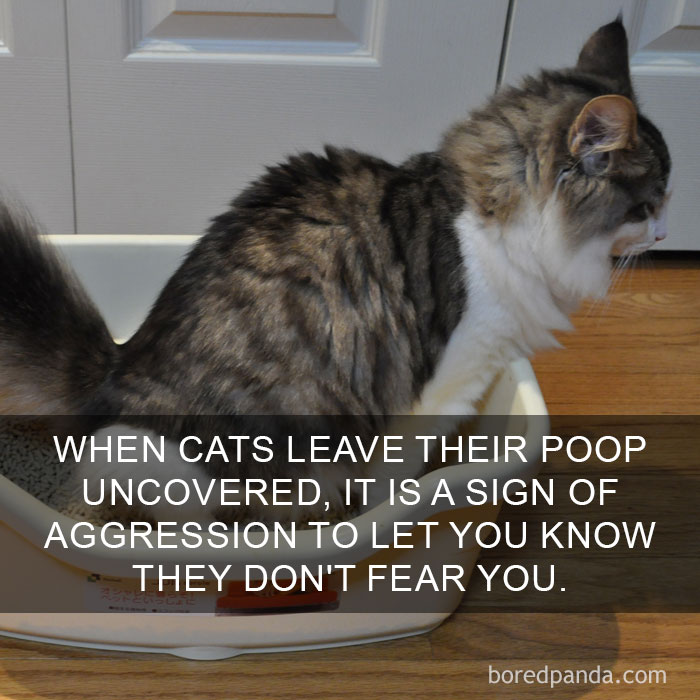 Cat Fact
