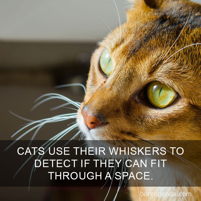 Cat Fact