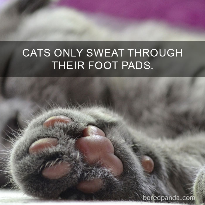 Cat Fact
