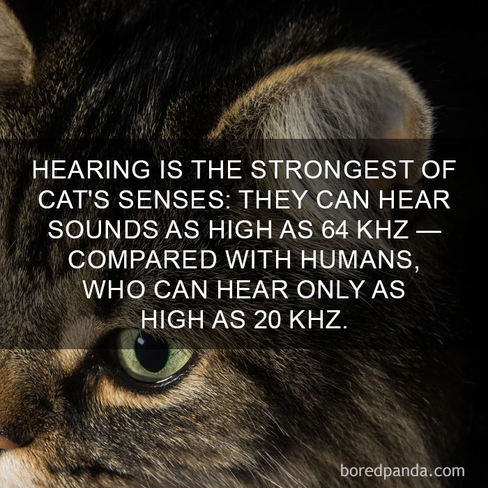 Cat Fact