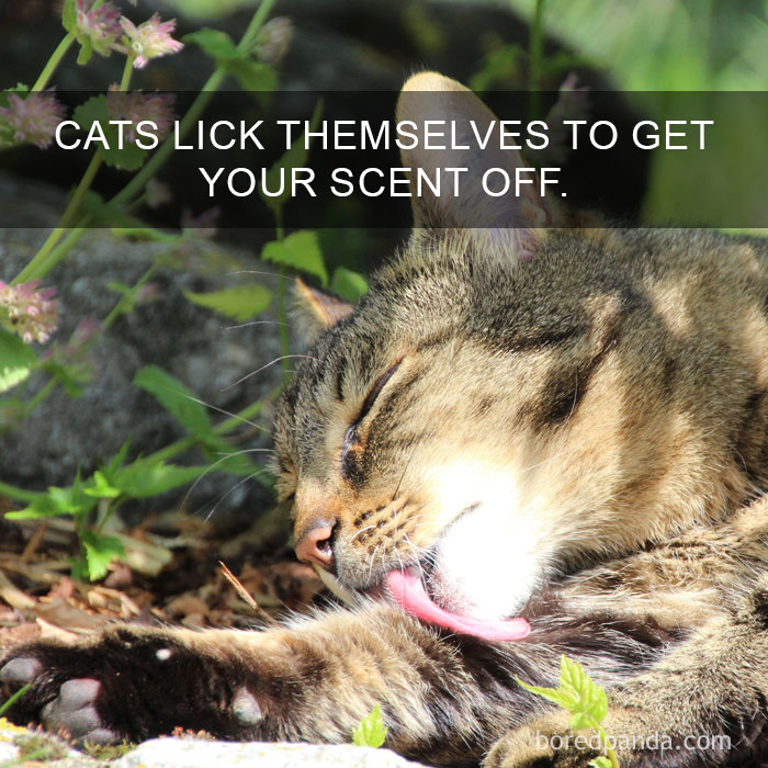 Cat Fact