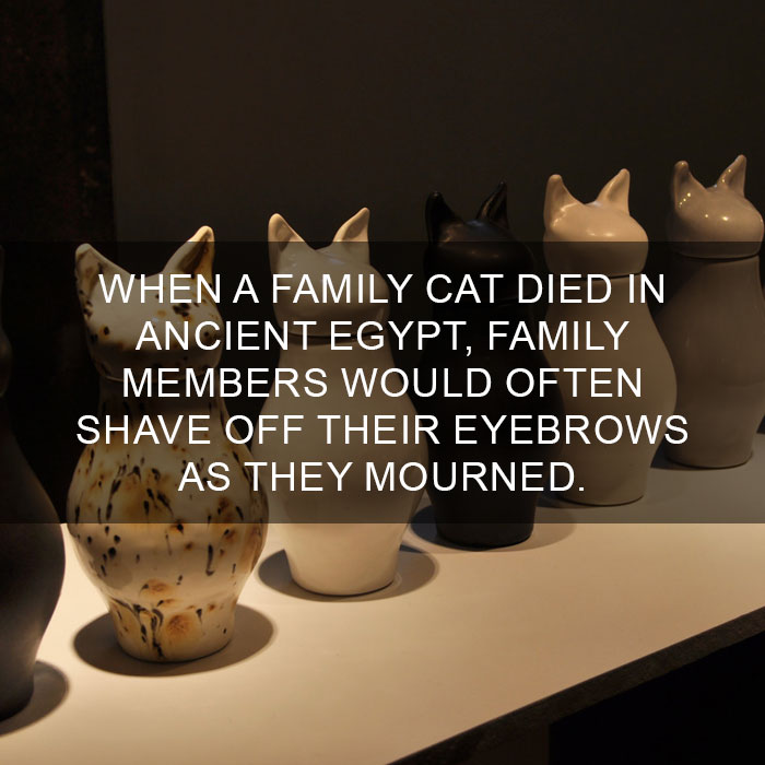 Cat Fact