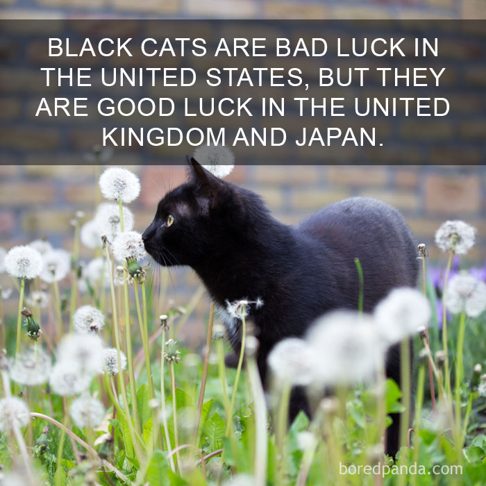 Cat Fact