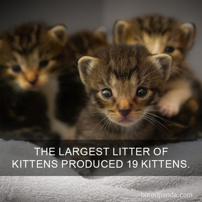 Cat Fact