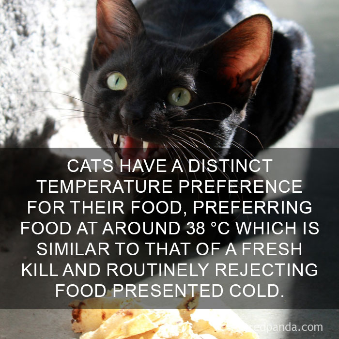 Cat Fact
