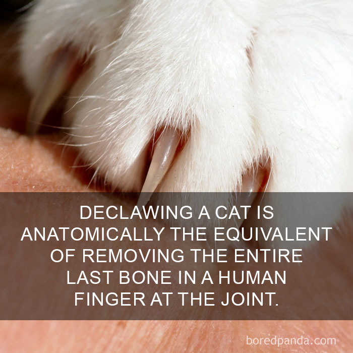 Cat Fact