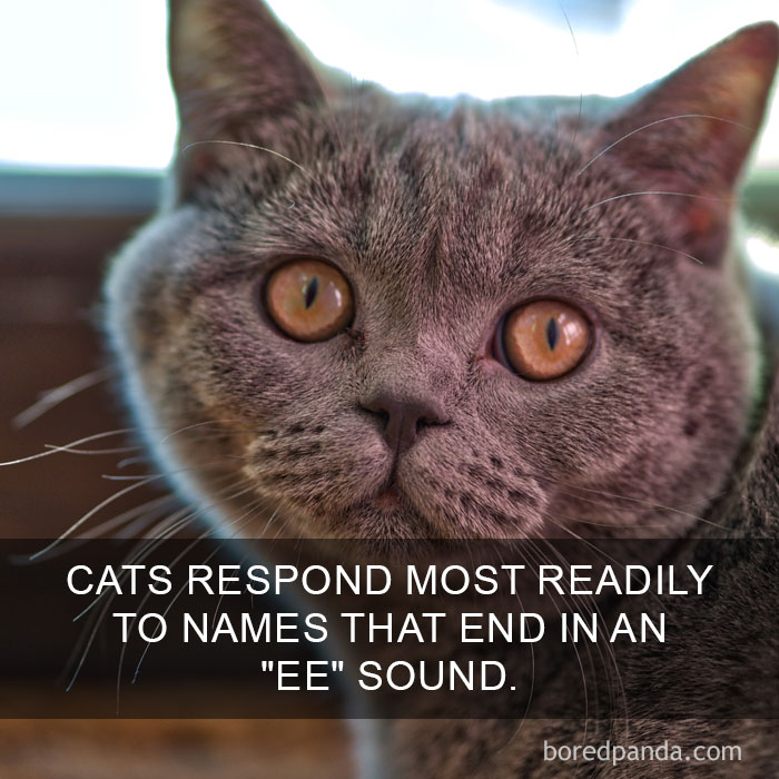 Cat Fact