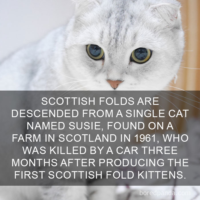 Cat Fact