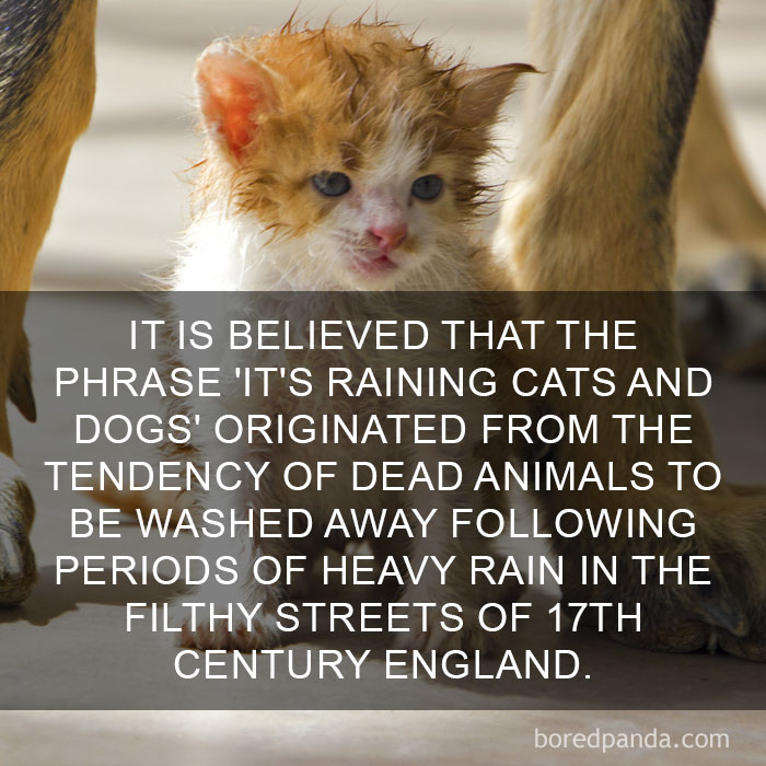 Cat Fact