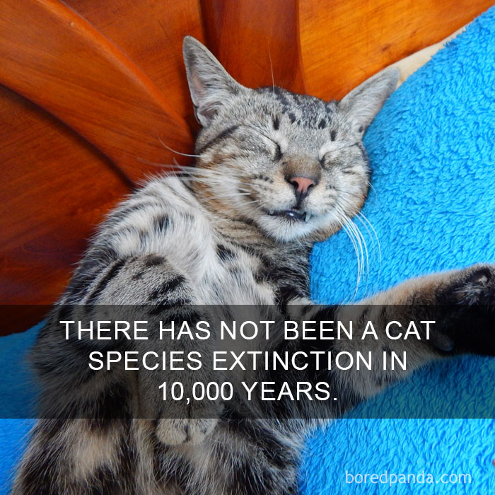 Cat Fact