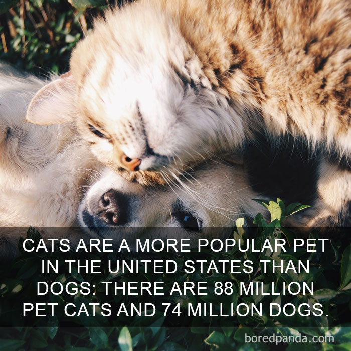 Cat Fact
