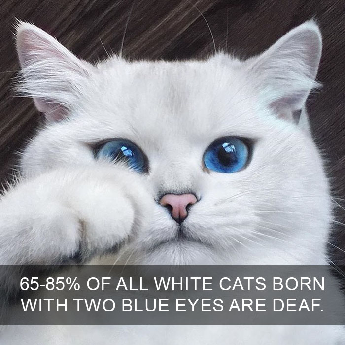 Cat Fact