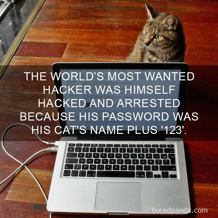 Cat Fact