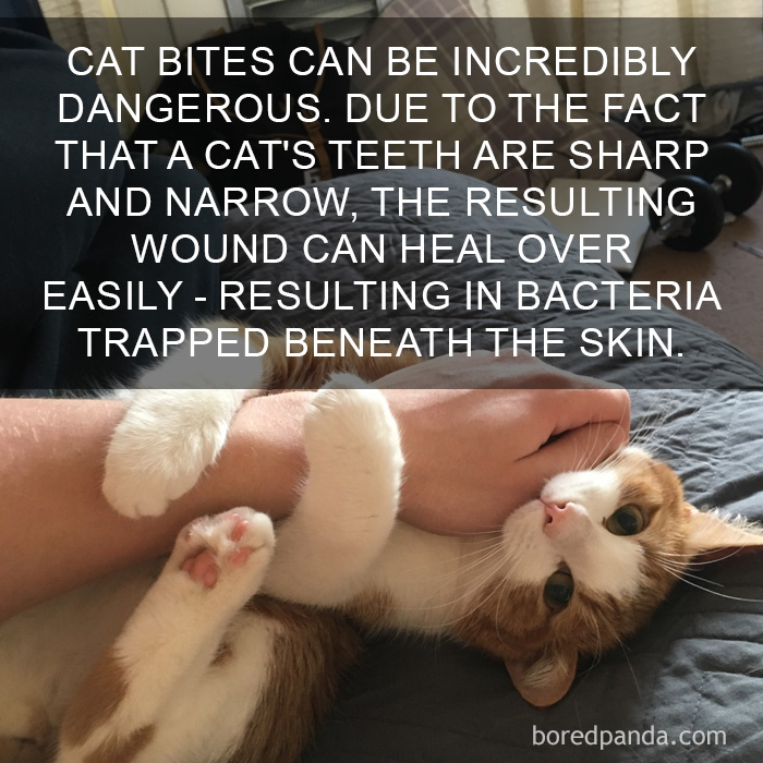 Cat Fact