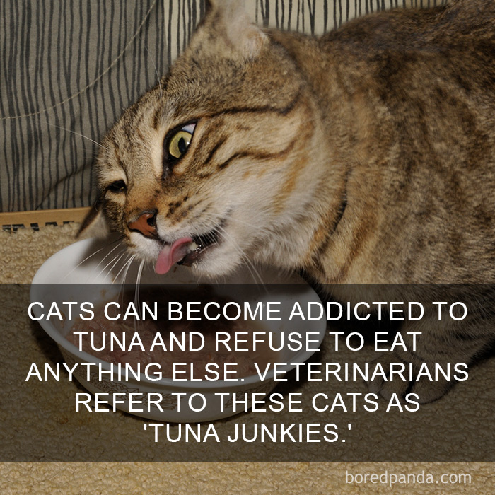Cat Fact