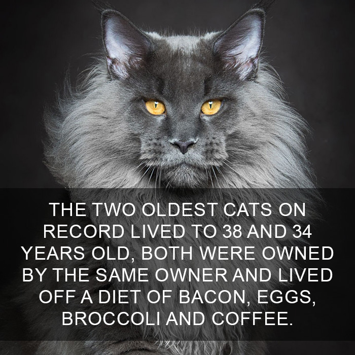 Cat Fact