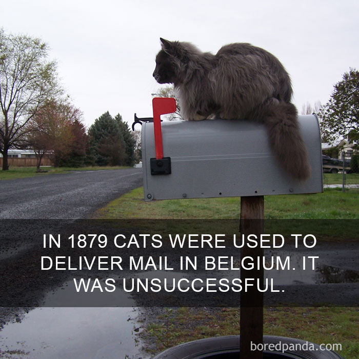 Cat Fact