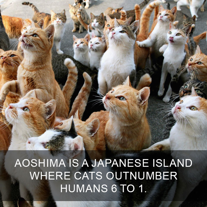 Cat Fact