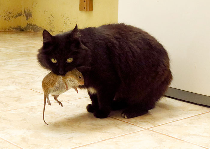 68 Amazing Cat Facts That You Probably Didn’t Know