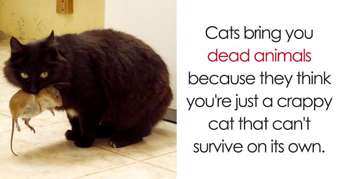 68 Amazing Cat Facts That You Probably Didn’t Know