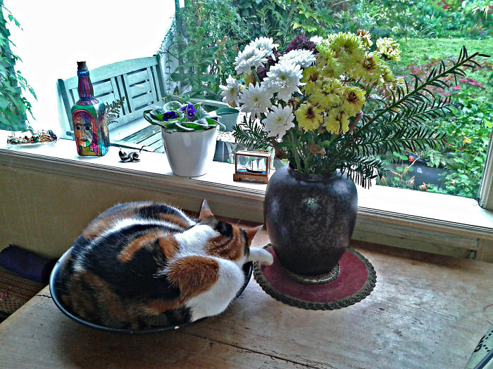 A Bowlful Of Cat - She Loves Places That Fit Around Her