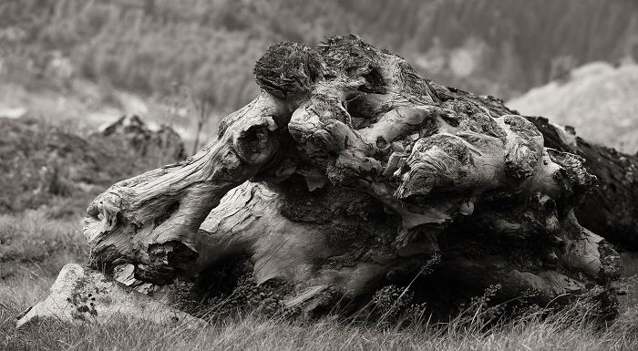 Wooden Creatures Photo Series – Nature’s Fantastical Shapes And Structures