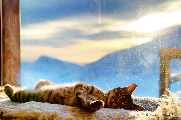 Sleepy Cat Tanning At 2000m Altitude