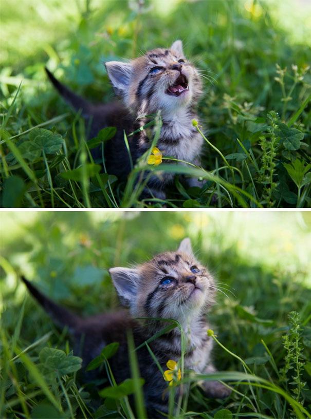 Two Week Old Foster Kitten Meeting The Sun For The First Time