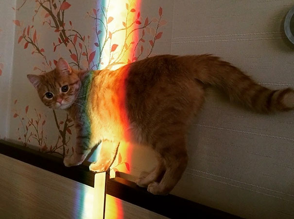 Rainbow Kitten