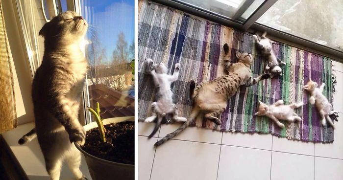 188 Cats Who Love Sun More Than Anything