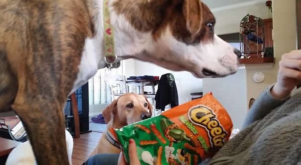 You Like Cheetos? I Too Like Cheetos!