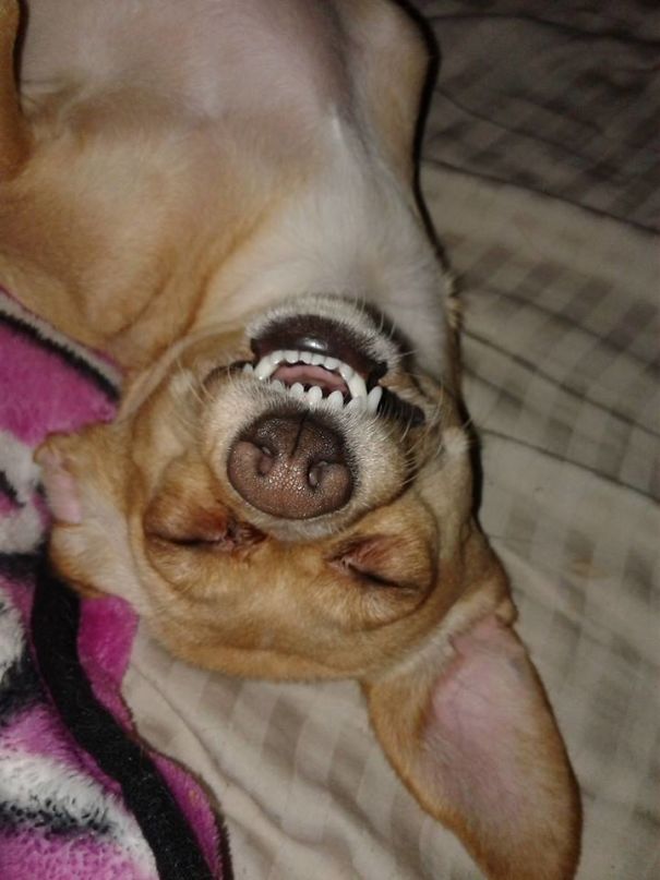 Chichi After Being Allowed On The Bed, Freshly Washed Soft Soft Sheets.