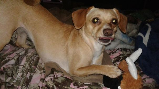 Chichi Getting Her Bark Box And Teasing Her Hooman With The Toy.