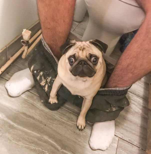 This Pug Is So Clingy He Refuses To Let His Owner Go To The Toilet Alone
