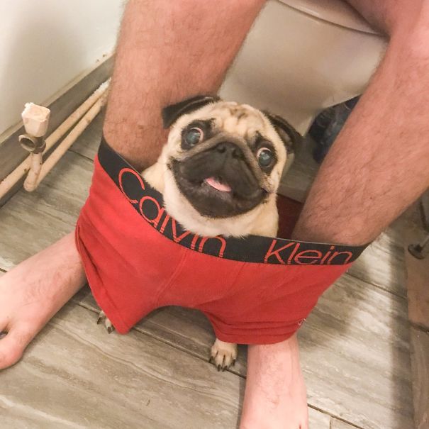 This Pug Is So Clingy He Refuses To Let His Owner Go To The Toilet Alone