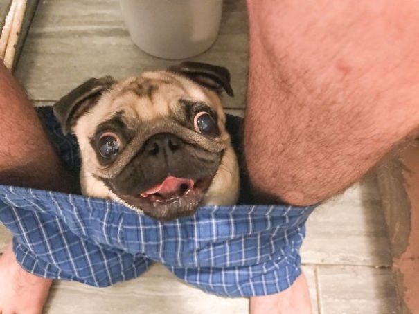 This Pug Is So Clingy He Refuses To Let His Owner Go To The Toilet Alone