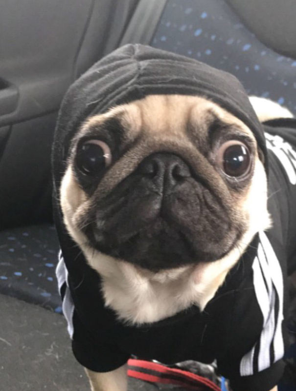 This Pug Is So Clingy He Refuses To Let His Owner Go To The Toilet Alone