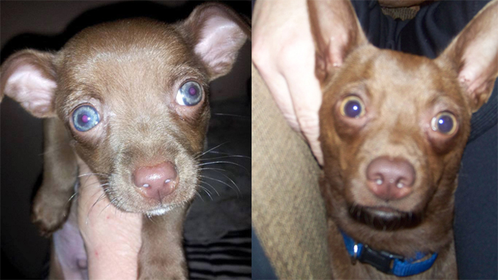 Connor, 8 Weeks And 15 Months. Chiweenie Wonder Boy :)