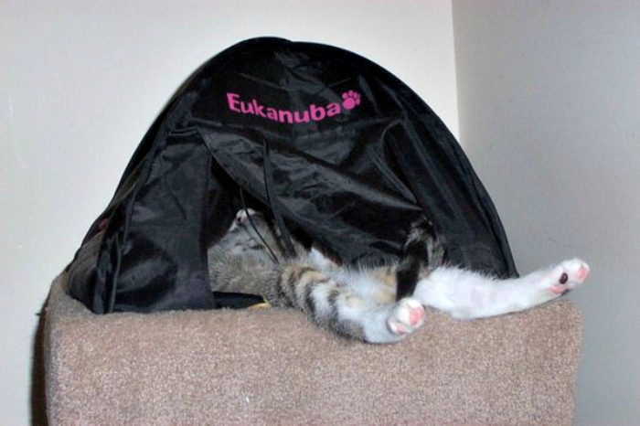 Foster Kitten That Always Slept Like This