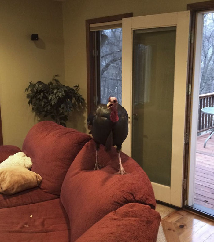 Couple Returns Home From Vacation, And Finds Unexpected Guest Inside
