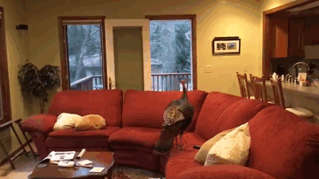 Couple Returns Home From Vacation, And Finds Unexpected Guest Inside